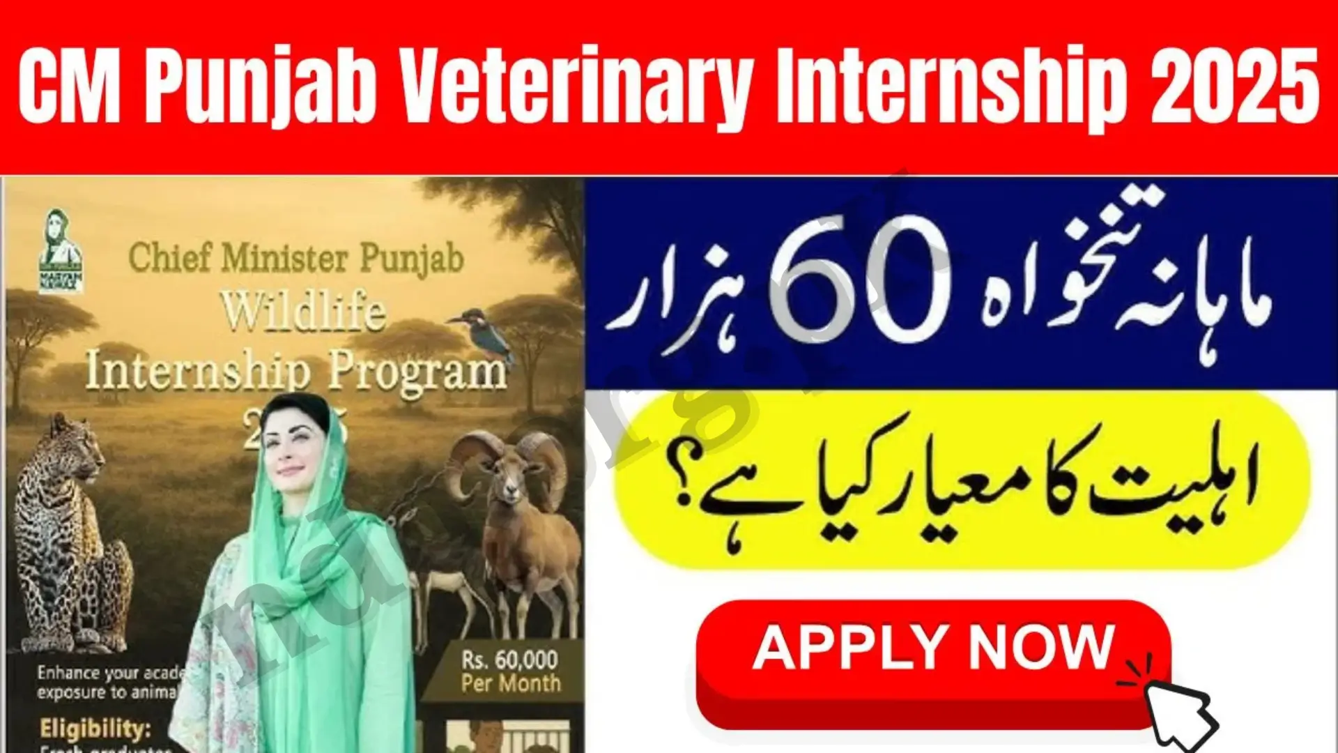 CM Punjab Veterinary Internship